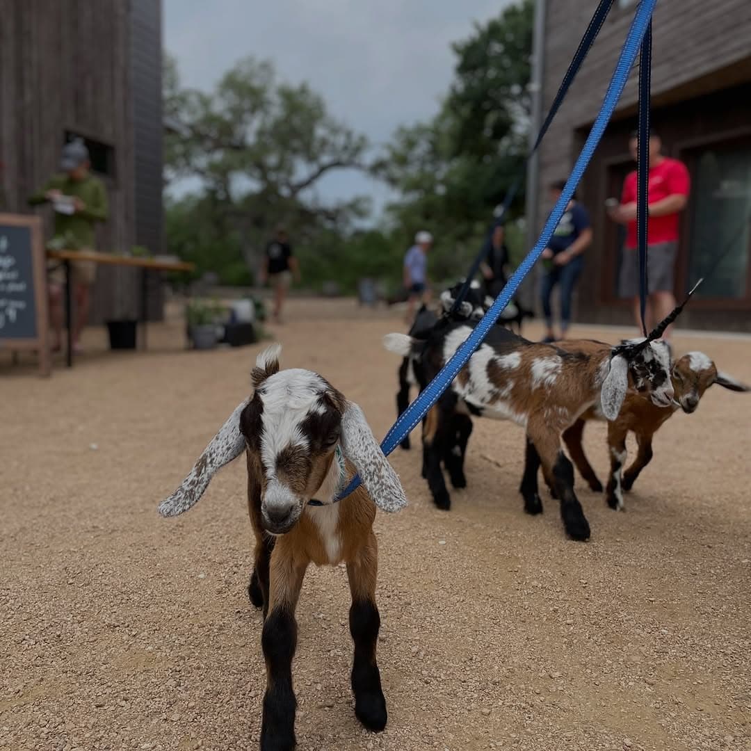 Baby Goat Cuddles at Vista Brewing – Easter Sunday — 1 of 2