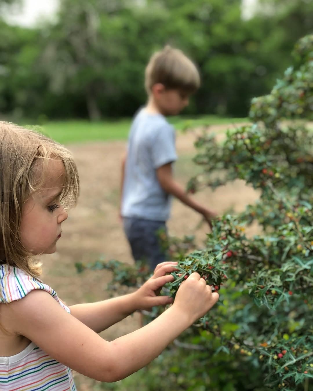 Pint for a Pint Agarita Berry Foraging at Vista Brewing — 1 of 3